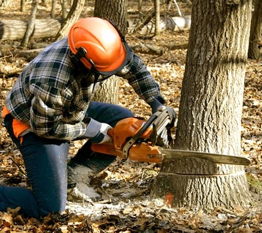 Tree Removal in Waco, NC